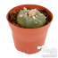 Peyote 5-6 cm