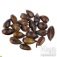 Ephedra (Ephedra sinica) semi