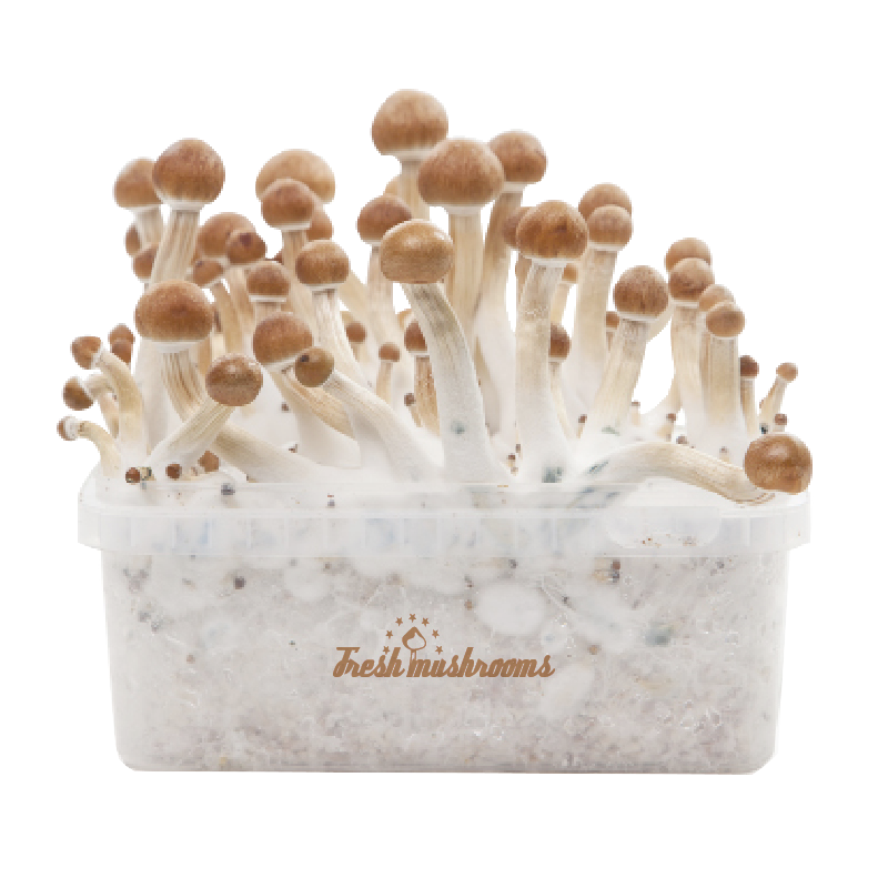 FreshMushrooms Kit di Funghi Magici